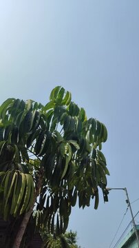 Lush green leaves of Schefflera actinophylla growing naturally, featuring distinctive radiating leaflets and dense tropical foliage with a fresh botanical appearance.