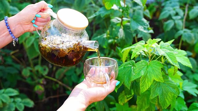 Woman pouring raspberry leaf tea from glass teapot into cup in garden. Preparing herbal infusion represents homemade drinks from garden plants