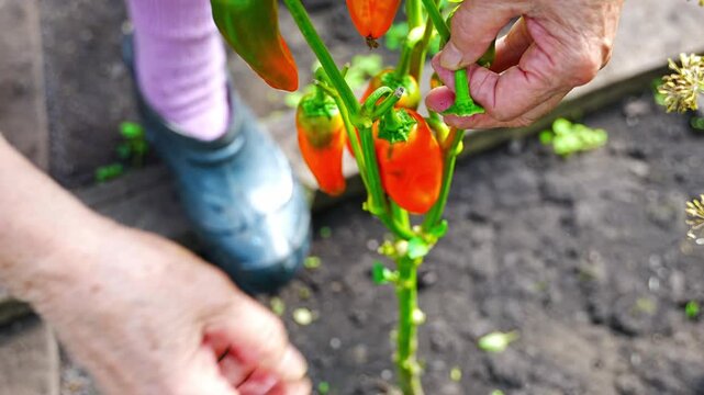 Baby boomer woman hands harvesting sweet peppers in home greenhouse. Growing food represents active aging, gardening tradition and self sufficient lifestyle