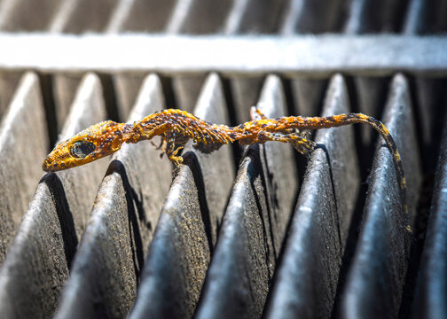 An Anoles curiosity did not turn out well for it. Cabin air filter in my car.