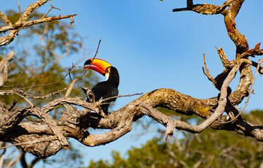 tucan © Vicky