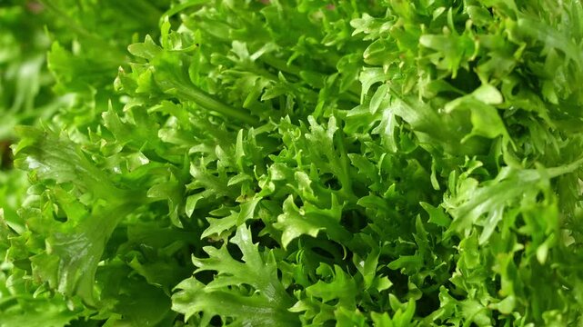closeup of fresh endive vegetable