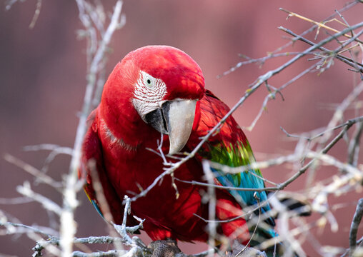 scarlet macaw parrot