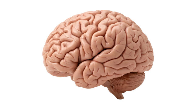 A detailed 3D human brain anatomical model showing the cerebral cortex and cerebellum, isolated on a transparent background for medical educational use in science projects and healthcare design