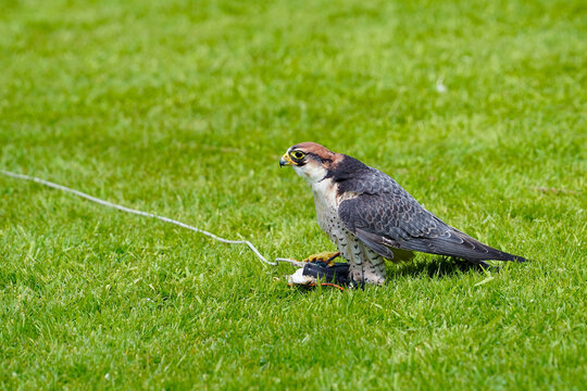 Close-up of a Lanner falcon. Falco biarmicus sitting on the grass during a display
