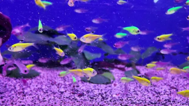 Colorful neon tetra and glofish swimming in glowing aquarium with purple sand and blue background