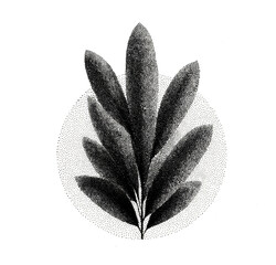 Obraz premium PNG Minimalist botanical leaf illustration in monochrome halftone style