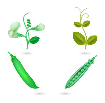 Green pea plant and pod set isolated on a transparent background
