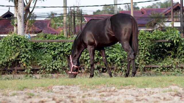 A black horse wearing a pink halter grazes outdoors along a green pasture path.