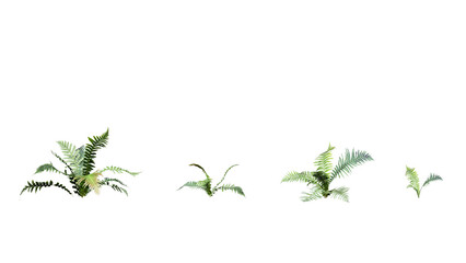Realistic 3d rendered fern plants isolated on transparent background for nature compositing © Uvindu