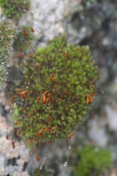 Macro image of sporophytes on moss 