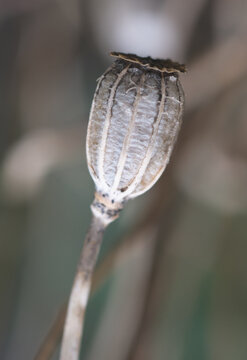 Macro image of a poppy seed head