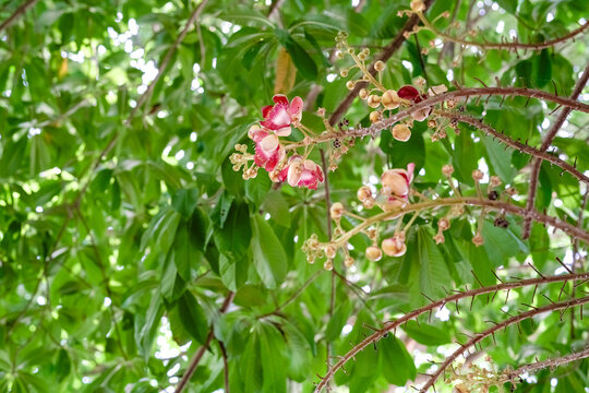 Sala flower blooms vividly on a branch surrounded by green leaves, cannonball tree flower holds deep significance in Buddhist tradition.