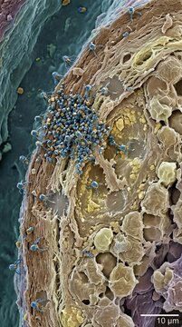 Microscopic nanodevices, performing complex tasks biological system, representing innovative nanotechnology research, supporting targeted nanomedicine treatment, depicting cellular scale interaction.