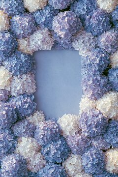 Hydrangea hydrangea macrophylla blue white flower frame border background