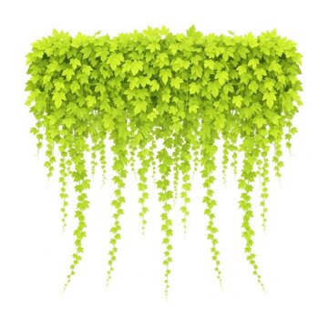 Green hanging ivy plant decoration isolated on white background