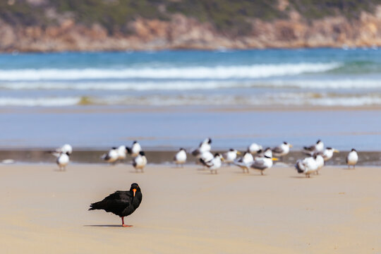 Two Sooty Oystercatchers and flock of Terns on sandy beach at Tidal River Wilsons Promontory Australia