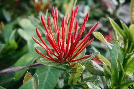 ​Blooming red ixora coccinea flower in tropical garden setting.