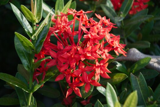 ​Blooming red ixora coccinea flower in tropical garden setting.