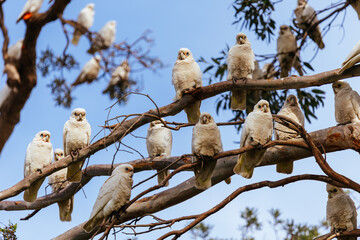 A large flock of white corella cockatoos perching on tree branches at Tidal River Wilsons Promontory Australia © FiledIMAGE