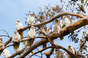 A flock of Little Corellas perching on branches of a gum tree at Tidal River, Wilsons Promontory, Victoria, Australia © FiledIMAGE