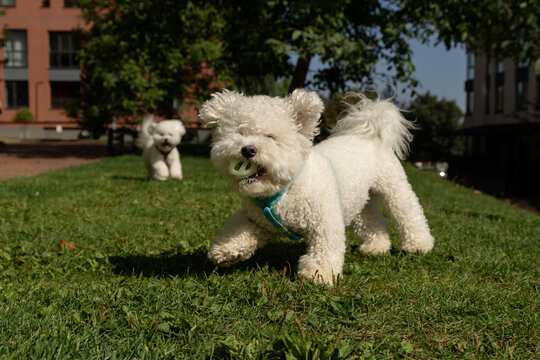 An action shot of two happy male fluffy Bichon Fris&eacute; dogs on a green lawn on a sunny day; the front dog holds a ball in its mouth, while the second dog runs toward the camera lens. Pet photography