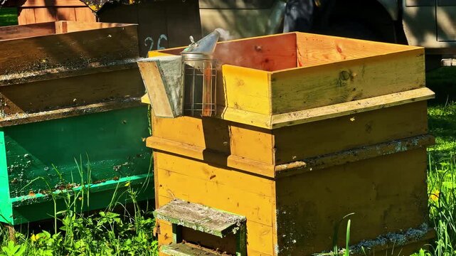Beekeeper using smoker at wooden beehive in sunny garden, Cesis, Latvia