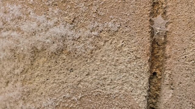 Close-up video of white salt efflorescence deposits on concrete wall with spider web in wall crack. Detailed macro view of moisture damage and urban nature texture on stone surface.