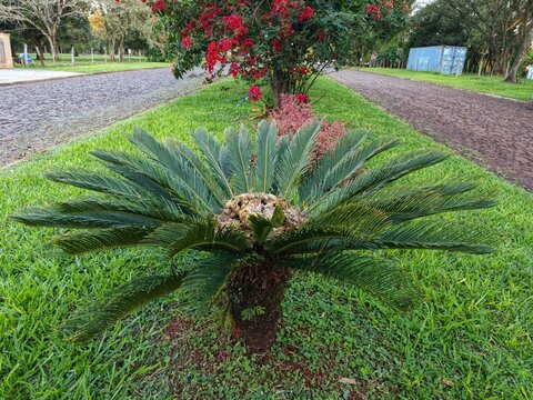 Sago palm plant growing in a garden with green grass and blooming red flowers