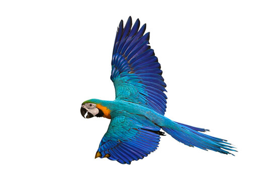 Beautiful Blue and Gold Macaw your wings and fly isolated on transparent background png file	