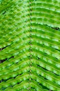 Symmetrical green fern leaf texture background, macro full frame shot.