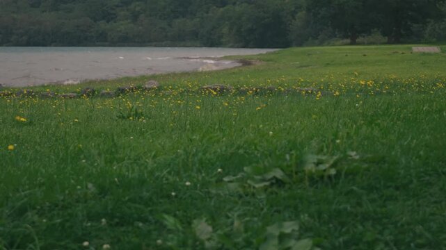A lakeside grassy field filled with swaying dandelion flowers