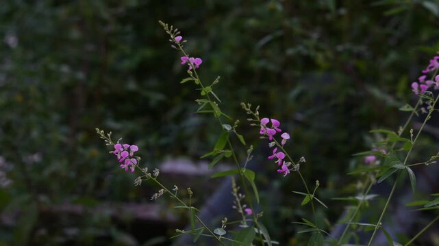 可憐で繊細なピンク色の萩（ハギ）の花