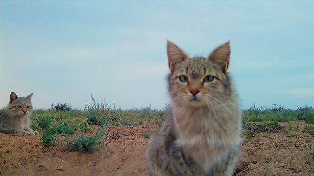 Behavior of African wildcats (Felis lybica) near a den during the mating season;natural steppe habitats with sagebrush; evening light; Southern Kazakhstan