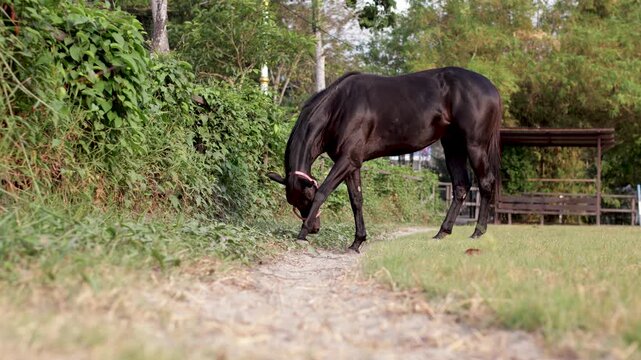 A dark brown horse with a red halter looks forward in a grassy paddock.