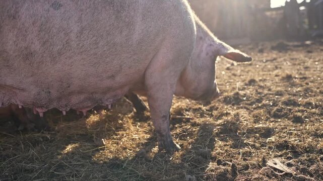 Close up shot of real farm pigs foraging food in dirty mud field during autumn day