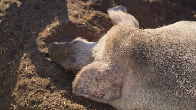 Close up shot of real farm pigs foraging food in dirty mud field during autumn day