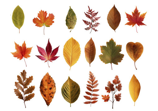 Collection Set of colorful beautiful autumn leaves isolated on transparent background. Autumn orange yellow leaves Cutout clipart clip art Mockup template for artwork	