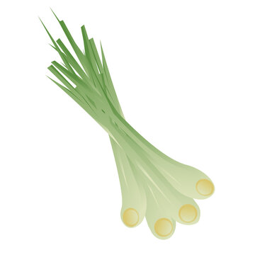 illustration of fresh lemongrass plant with green leaves and stalks, traditional herbal medicine and culinary spice drawing