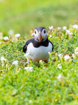 Atlantic puffin "Fratercula arctica" on grass ledge looking into camera. Front bird face and vibrant orange bill surrounded by campion wildflowers. Wildlife on Great Saltee Island, Ireland
