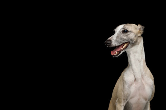 Whippet dog in side profile with mouth open, sleek short coat, ears pinned back, alert gaze, isolated on black background with copy space on left