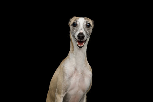 Whippet dog facing camera with mouth open, ears flattened close to head, sleek short coat, alert gaze, isolated on black background