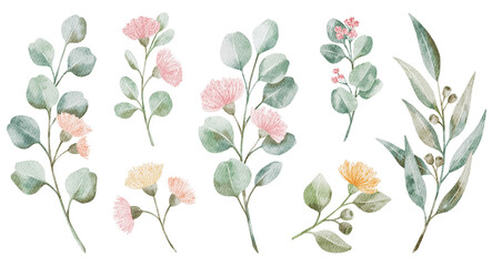 Watercolor floral set. Hand drawn eucalyptus branches. Illustration of leaves. © Karina Martirosova