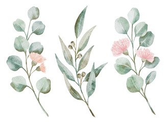 Watercolor hand drawn illustration. Floral set of eucalyptus branches. Leaves for design. © Karina Martirosova