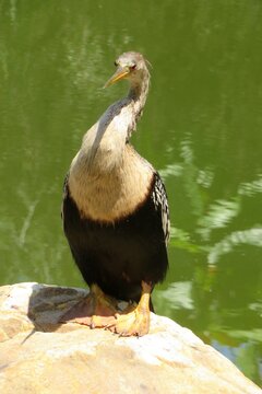 Cormorant near the pond in Florida nature