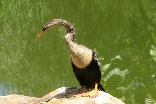 Cormorant near the pond in Florida nature