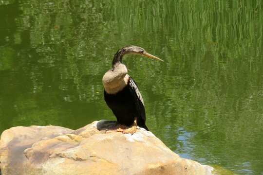 Cormorant near the pond in Florida nature