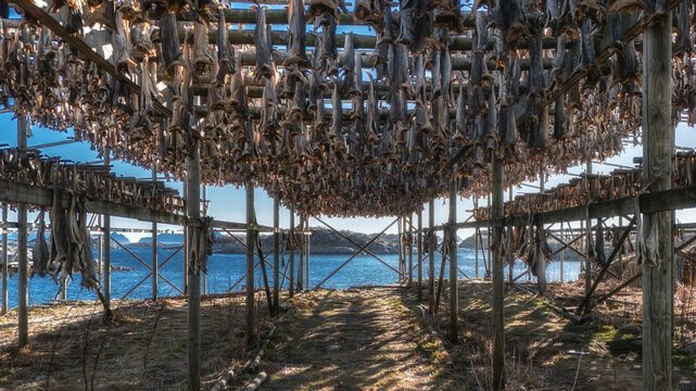 Traditional wooden stockfish drying racks against the sea in Norway