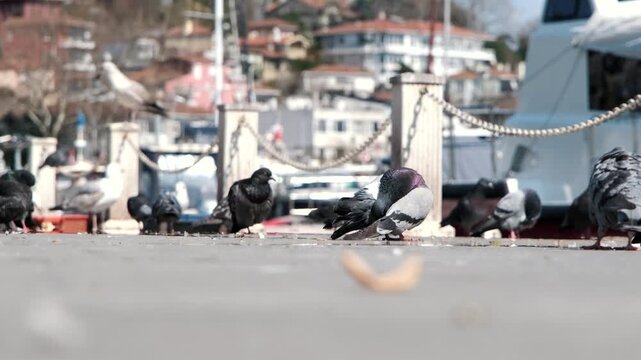 Low angle shot of pigeons feeding on bread crumbs and preening on pier by the sea with boats in background   