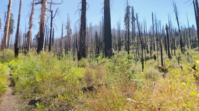 A senior woman walks through the charred remains of sequoia trees in Sequoia National Monument, observing the aftermath of a fire.